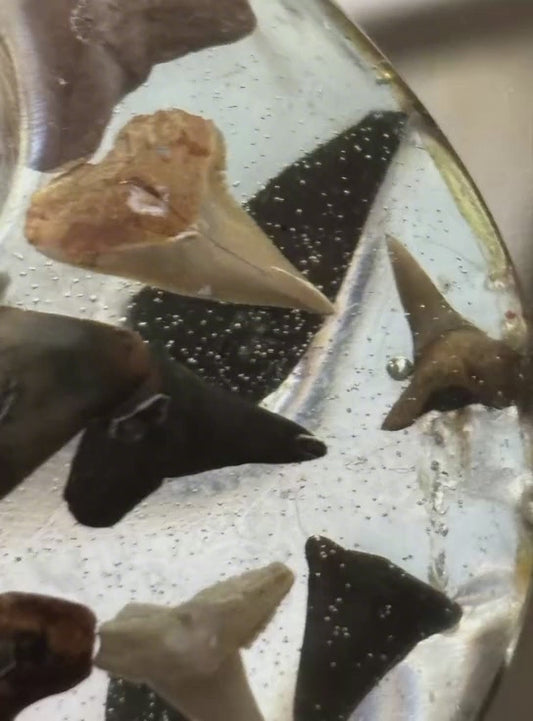 Hand Crafted Megalodon Tooth Fossil Necklace